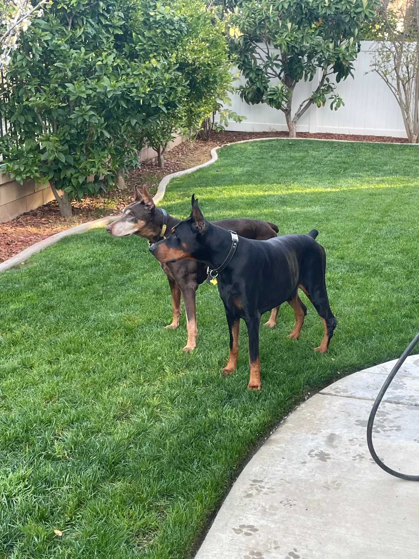 Dogs relaxing together on a lawn